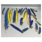 22 Macaw Feathers