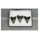 Possible Megladon Teeth