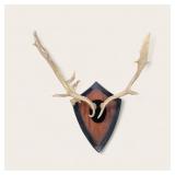 Elk? antlers