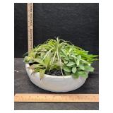 Decorative plant no water required