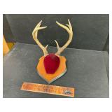 10 pt Mount