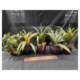 Plants