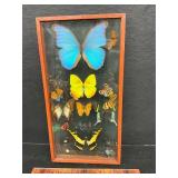 Butterflies