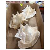 Conch Shells