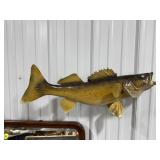 Mounted 19" Walleye