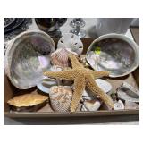 Shells, Star Fish, Sand Dollar
