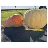 Large White Pumpkin w/ LG Flat Orange Pumpkin