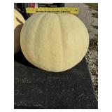 Large White Pumpkin