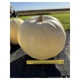 Large White Pumpkini