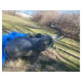 Bronze Elephant Sculpture With Raised Trunk