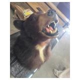 Taxidermy Black Bear Shoulder Mount