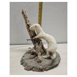 Albino weasel  mount