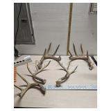 Deer antlers