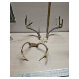 2- sets deer antlers
