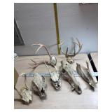 Antlers. Skulls and jaw bones