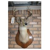 Deer Mount 6 Point