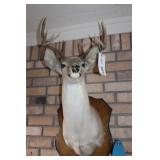 Deer Mount 6 Point
