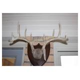 Antlers 10 Point Buck