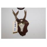 Deer Mount 7 Point