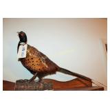 Pheasant - 17" Tall x 32" Long