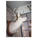 Deer Mount - Killed in Grant Parrish in 1977