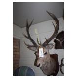 Red Stag Mount