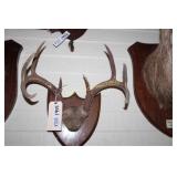 Antler Mount
