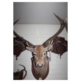 Red Stag Mount