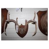 Antler Mount