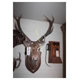 Red Stag Mount