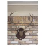 Antler Rack Appers To Be Elk