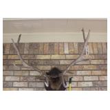 Antler Appers To Be Elk