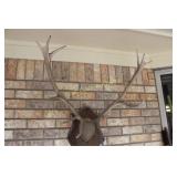 Antler Appers To Be Elk