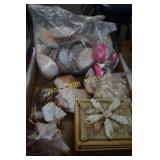 Sea Shell Mix lot