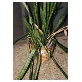 House Plant Donkeys Ear