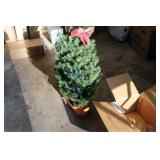 Christmas Tree In Pot 3