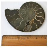 Polished Ammonite Fossil Shell Specimen