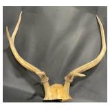 Set of Deer Antlers w Skull Plate