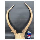 Set of Horns w Skull Plate