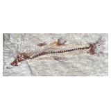 Fossilized Fish Specimen Limestone Slab