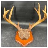 Mounted Set Deer Antlers on Wooden Plaque