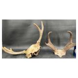 2 Set of Antlers w Skull Plates