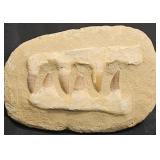 Fossil Teeth in Sandstone From Alaska