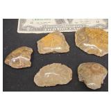 5 Fossilized Hexagonaria Coral Specimens