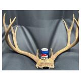 Mule Deer Antlers 5 Pt per Side