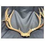 Deer Antler 5 x5 Rack