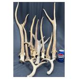10 Single Antlers Horns, Varied Sizes & Shapes