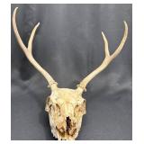 Real Deer Skull w Antlers
