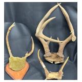 3 Various Smaller Deer Antler Racks