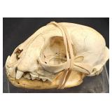 Bobcat Skull w Detached Jaw